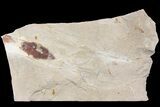 Cretaceous Fossil Squid with Ink Sack & Tentacles - Lebanon #163098-1
